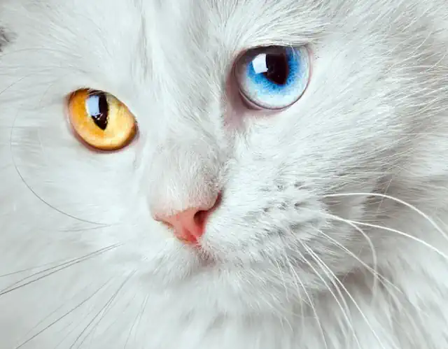 Heterochromia in White Cats