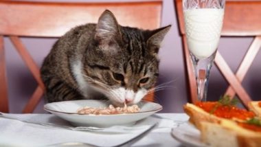 Cat Eating Dinner