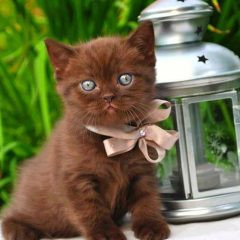 Chocolate Kitty
