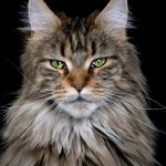Green-eyed Maine Coon
