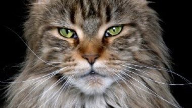 Green-eyed Maine Coon