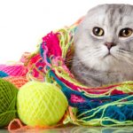 Scottish Fold with Colorful Yarn