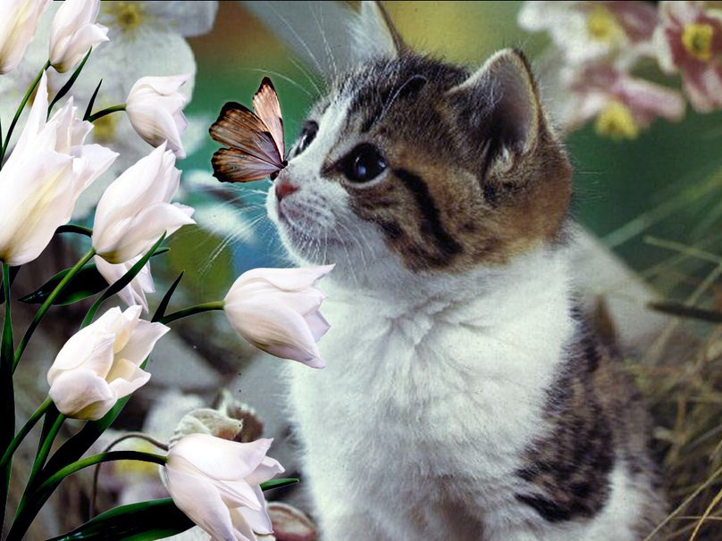 Little Kitten and a Butterfly