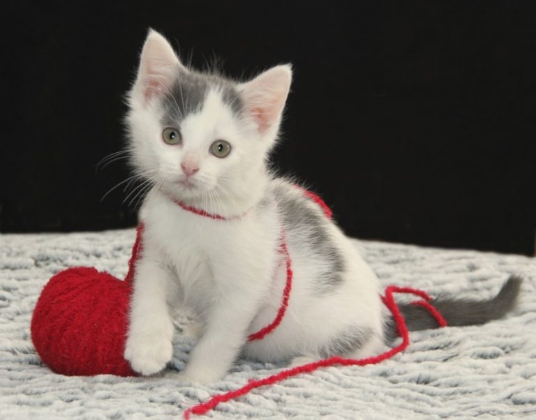 Why Do Kitties Like To Play With Yarn Kittens Whiskers