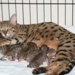 Savannah Mama and Kittens