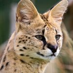The Serval