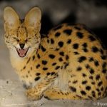 Serval Kitten