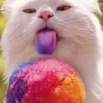 Snow Cone Kitty