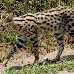 Wild Serval