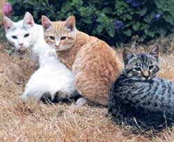 Three Feral Cats
