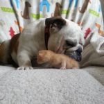 Hammie Cuddles A Kitten