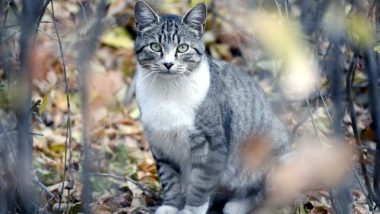 Feral Cat