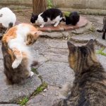 Feral Cats in France