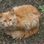 Feral Tabby