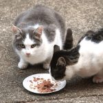 Two Feral Cats