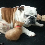 The Kittens Have Grown