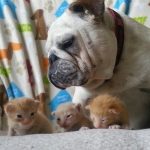 Looking After His Brood