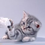 Scrunched Up Tissue Toy