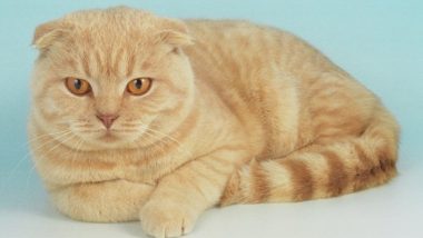 The Scottish Fold