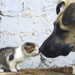 Little Kitty Meets Big Dog