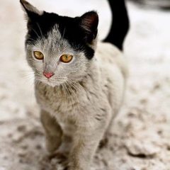 Kitty with unusual markings