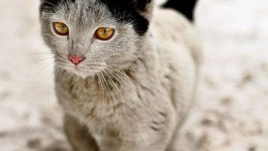 Kitty with unusual markings
