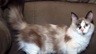 Long-Haired Munchkin Cat