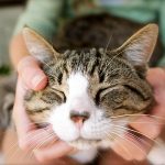 Content Purring Kitty