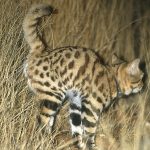 Black-footed Cat Spraying