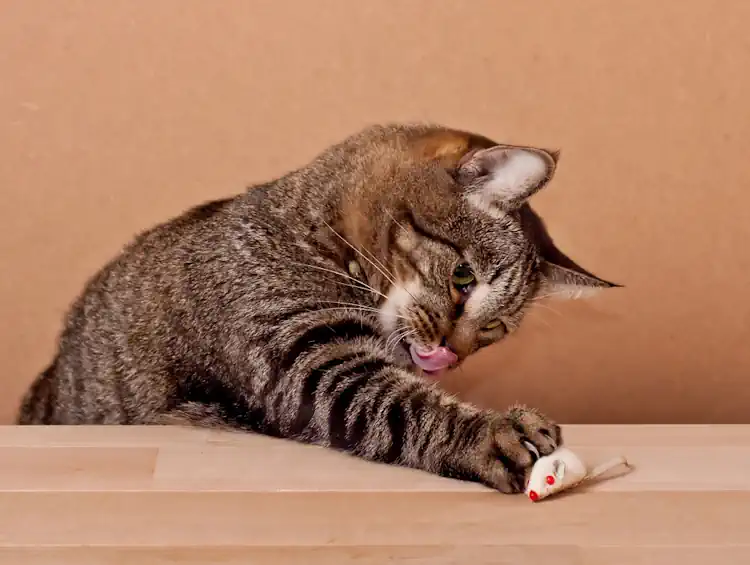 Cute Cat Playing with Toy Mouse