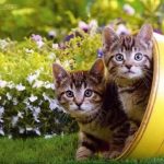 Kittens in Flower Pot