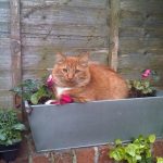 Tabby in Window Box