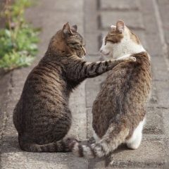 2catfriends