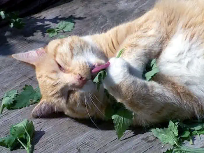 Rolling in Catnip