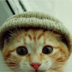 Hello Mate