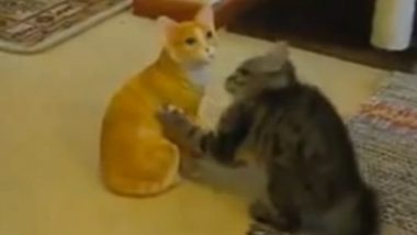 Kitty Plays with Statue