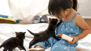 Little Girl Feeds Kittens