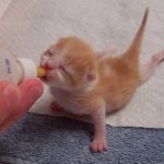 Newborn Kitten