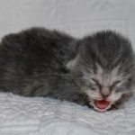 Newborn Kitty with Eyes Closed