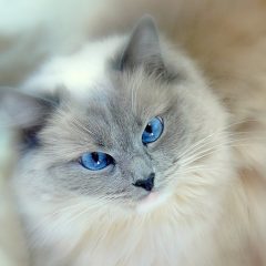 Ol' Blue Eyes