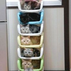 Organized