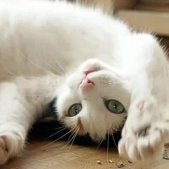 Upside Down on Catnip