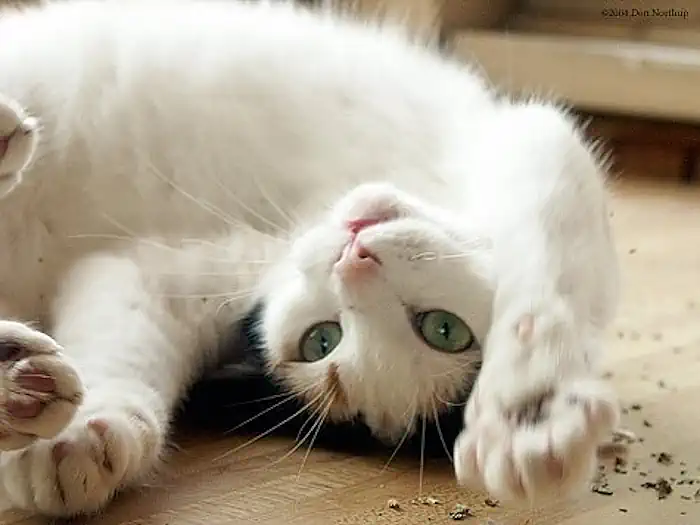 Upside Down on Catnip