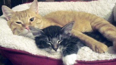 Cats Napping
