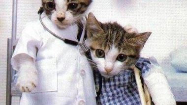 Doctor and Patient Cats