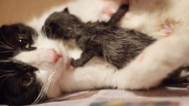 Fifinha and her newborn kitten