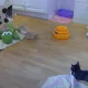 Kitty Cam