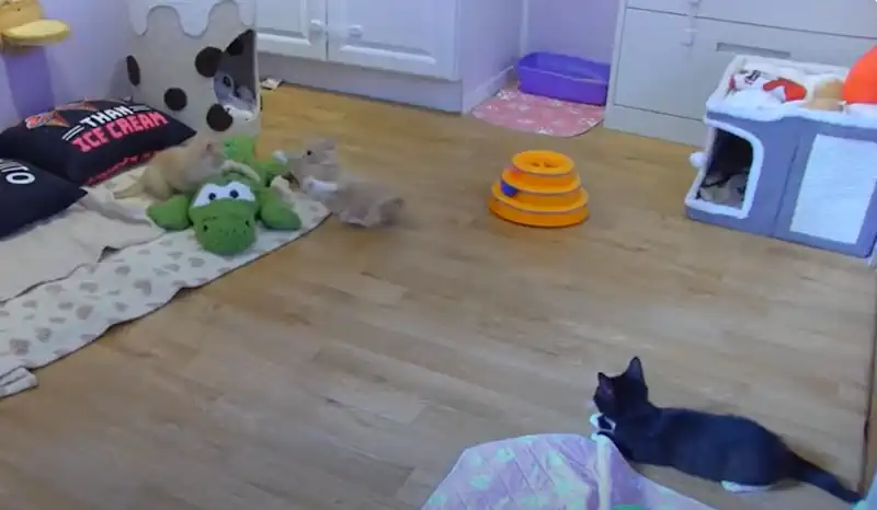 Kitty Cam