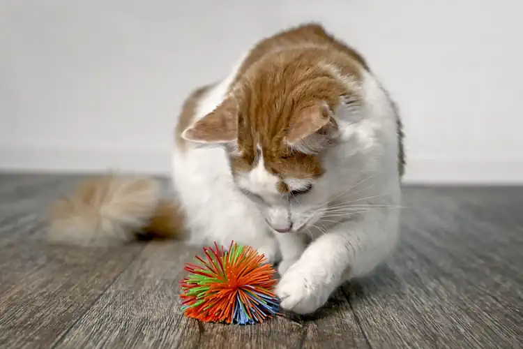 A Less Mobile Cat Toy