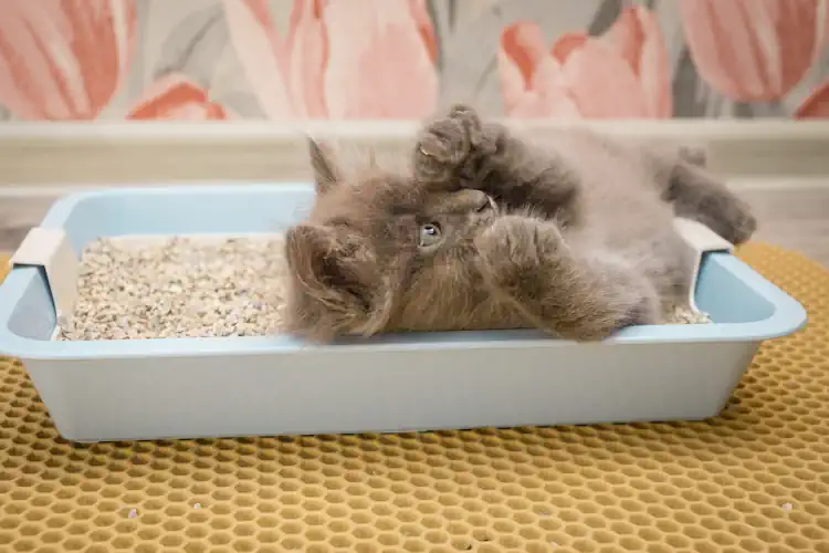 Litter Box with Low Sides for a Wobbly Cat